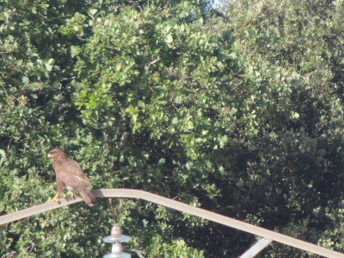 Common Buzzard