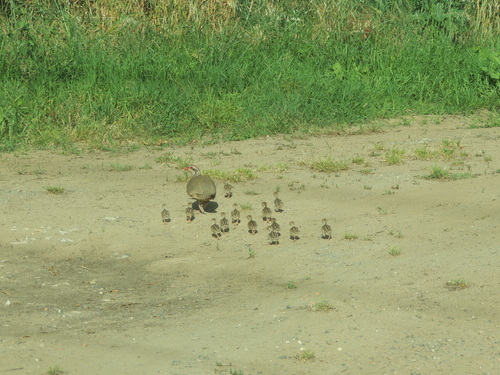 Red-legged Partridge