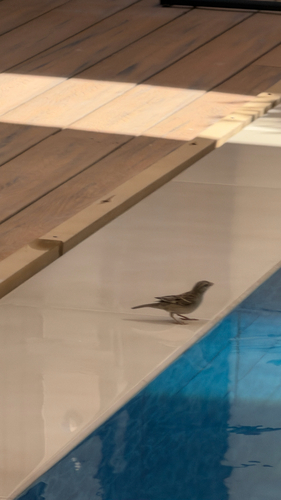 House Sparrow