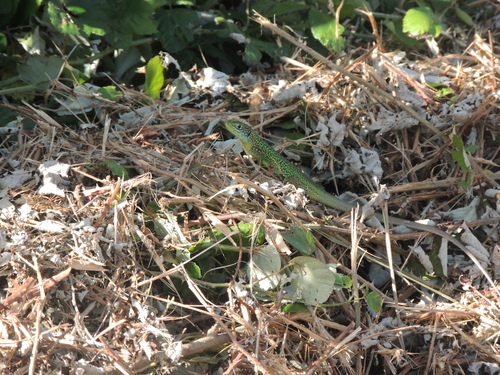Western Green Lizard
