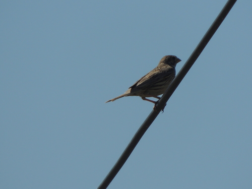 Corn Bunting