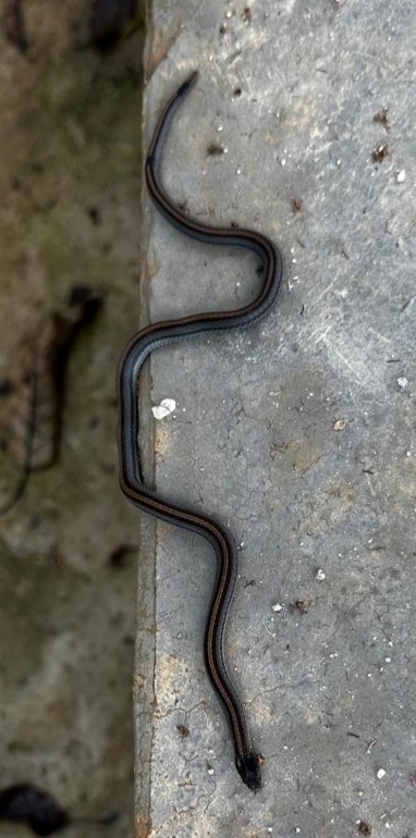 Bengalese Kukri Snake