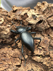 Coelocnemis