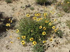 Encelia asperifolia