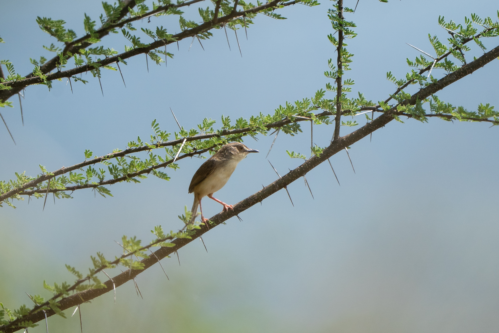 Jungle Prinia (Prinia sylvatica), photo 5