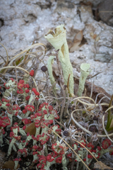 Cladonia sulphurina