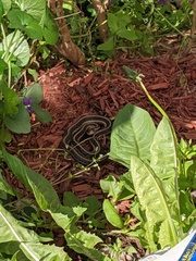 Thamnophis sirtalis sirtalis