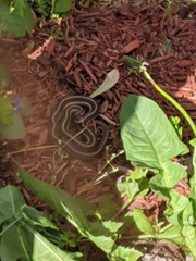 Thamnophis sirtalis sirtalis