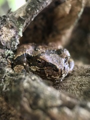 Hyla japonica