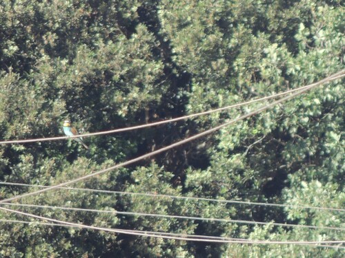 European Bee-eater