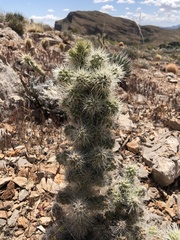 Cylindropuntia multigeniculata