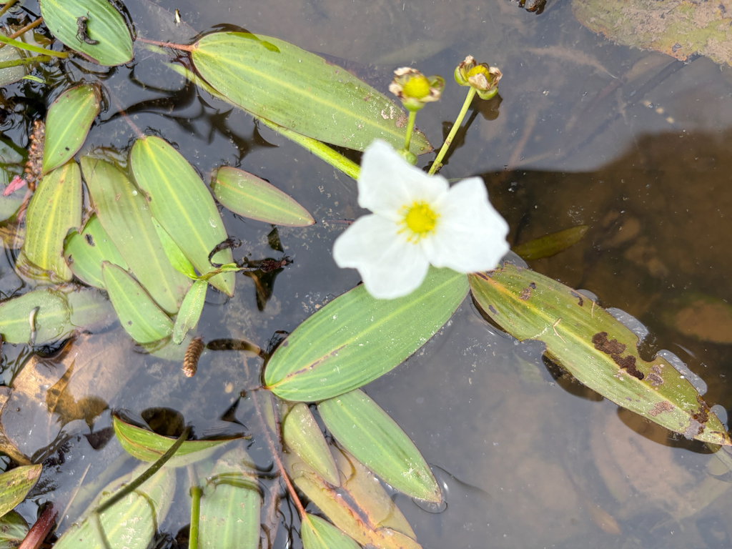 Cây bách thủy tiên – Aquarius cordifolius