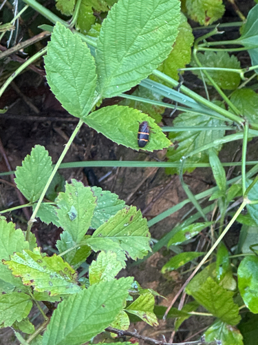 Two-Lined Spittlebug