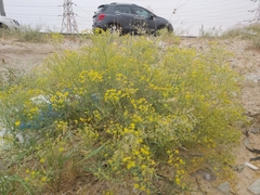 Haplophyllum tuberculatum