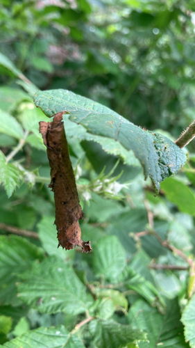 Birch Leaf-rolling Weevil, Udenhout, North Brabant, NL, photo 8 of 10