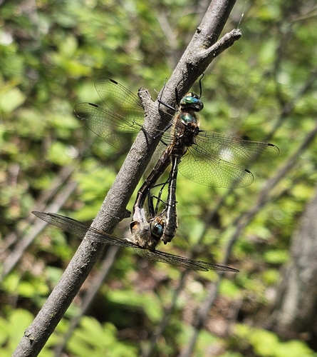 American Emerald