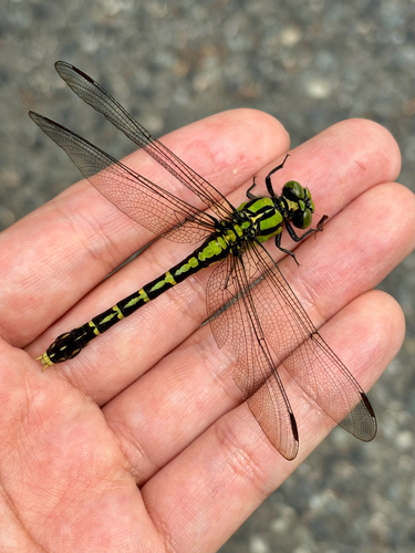 Nihonogomphus viridis