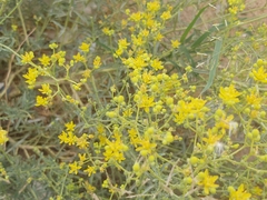 Haplophyllum tuberculatum