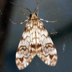 Eucereon chloraenoma