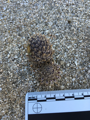 Pholisma arenarium