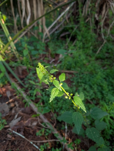 Urtica chamaedryoides, photograph 3