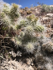 Cylindropuntia multigeniculata