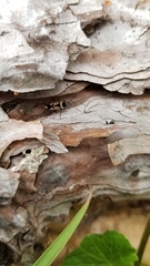 Raglius confusus