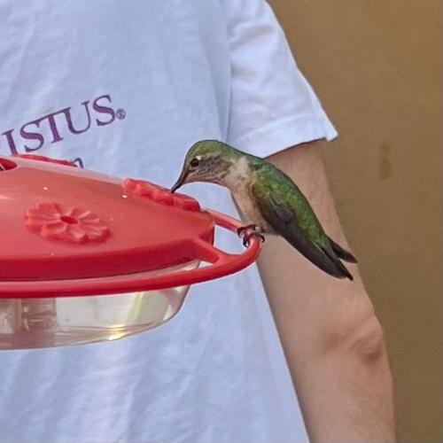 Broad-Tailed Hummingbird