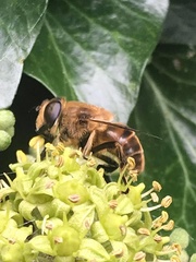 Eristalis tenax