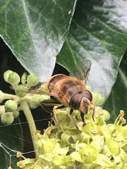 Eristalis tenax
