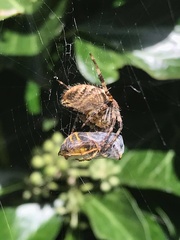 Araneus diadematus