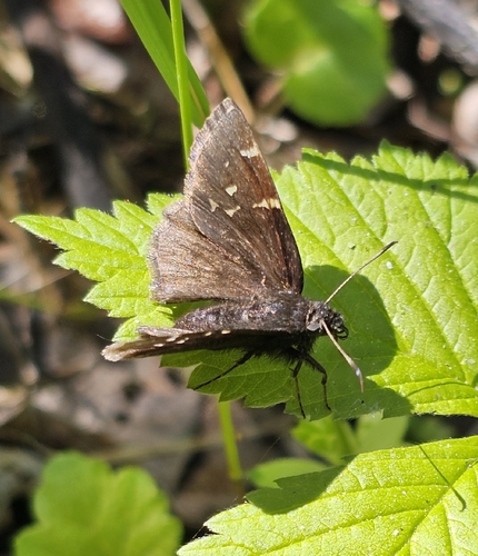 Northern Cloudywing