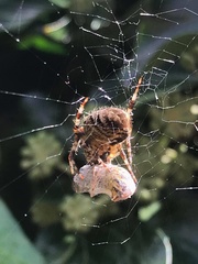Araneus diadematus