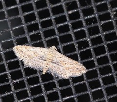 Araeopteron canescens