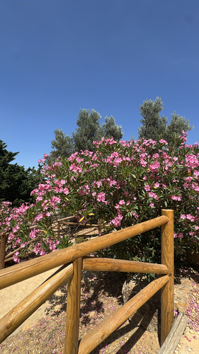 oleander
