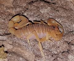 Jaguajir rochae