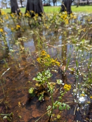 Packera glabella, photograph (c) Jacob Saucier, some rights reserved (CC BY)