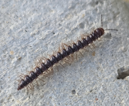 Greenhouse Millipede