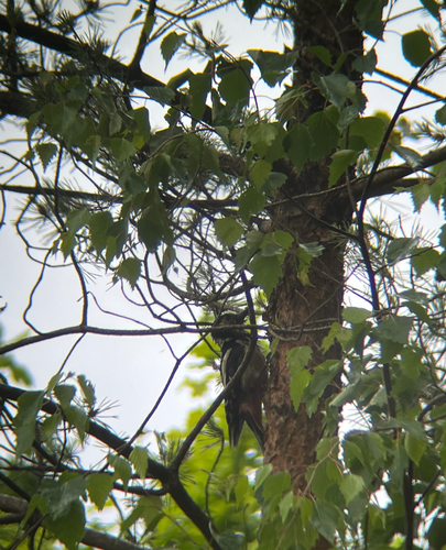 Great Spotted Woodpecker