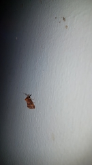 Haplopseustis erythrias