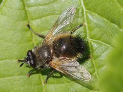 Tachina lurida