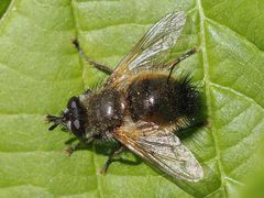 Tachina lurida