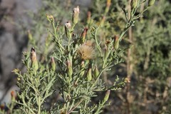 Antiphiona pinnatisecta