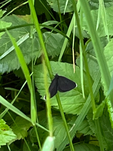 Chimney-sweeper