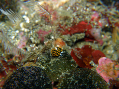 Stiliger aureomarginatus