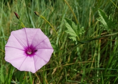 Convolvulus althaeoides althaeoides