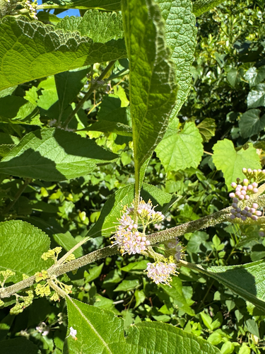 American beautyberry