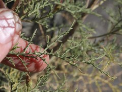 Antiphiona pinnatisecta