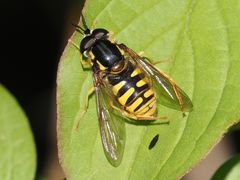 Chrysotoxum cautum