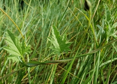 Convolvulus althaeoides althaeoides